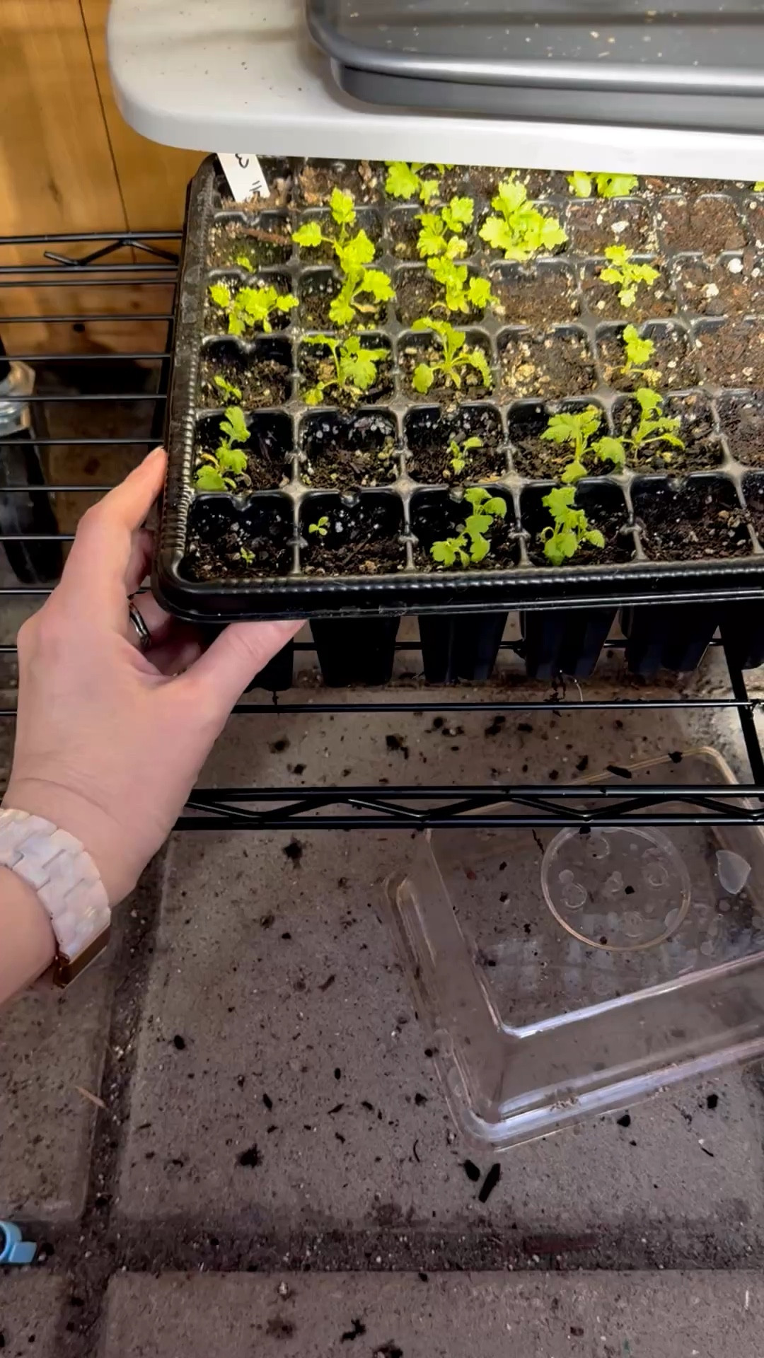 A few of my favorite items from Amazon in my greenhouse. Plus a few more that are must haves 

#LTKSeasonal #LTKHome #LTKSpringSale