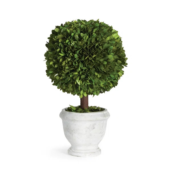 Swader Boxwood Topiary in Ceramic Pot | Wayfair North America
