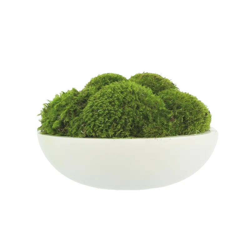 Moss Plant in Fiberstone Planter | Wayfair North America