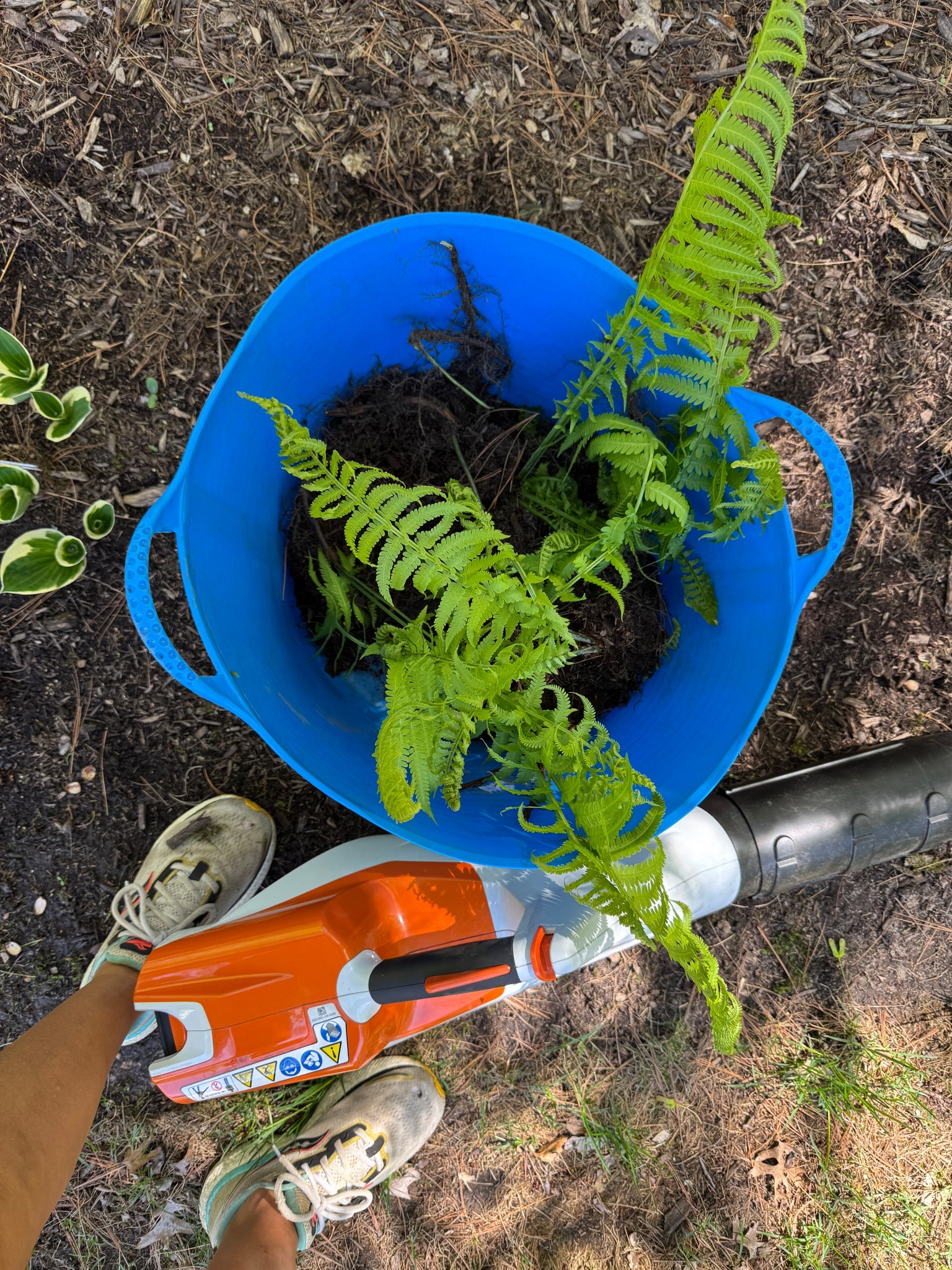 It’s a beautiful day for yard work. Today’s agenda includes transplanting natural ferns. 
kimbentley outdoor landscape garden

#LTKFindsUnder50 #LTKSeasonal #LTKHome