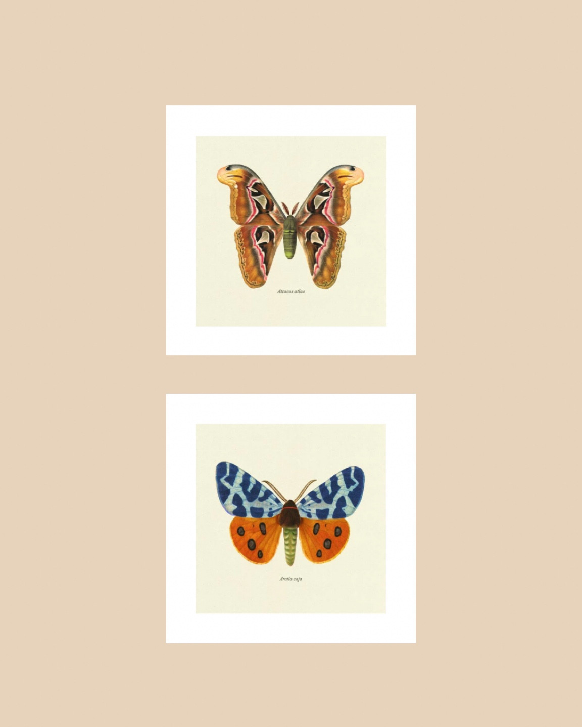 Found some really cute prints for a pair of frames I thrifted. Lots of great options to choose from! 🫶🏼

#LTKHome