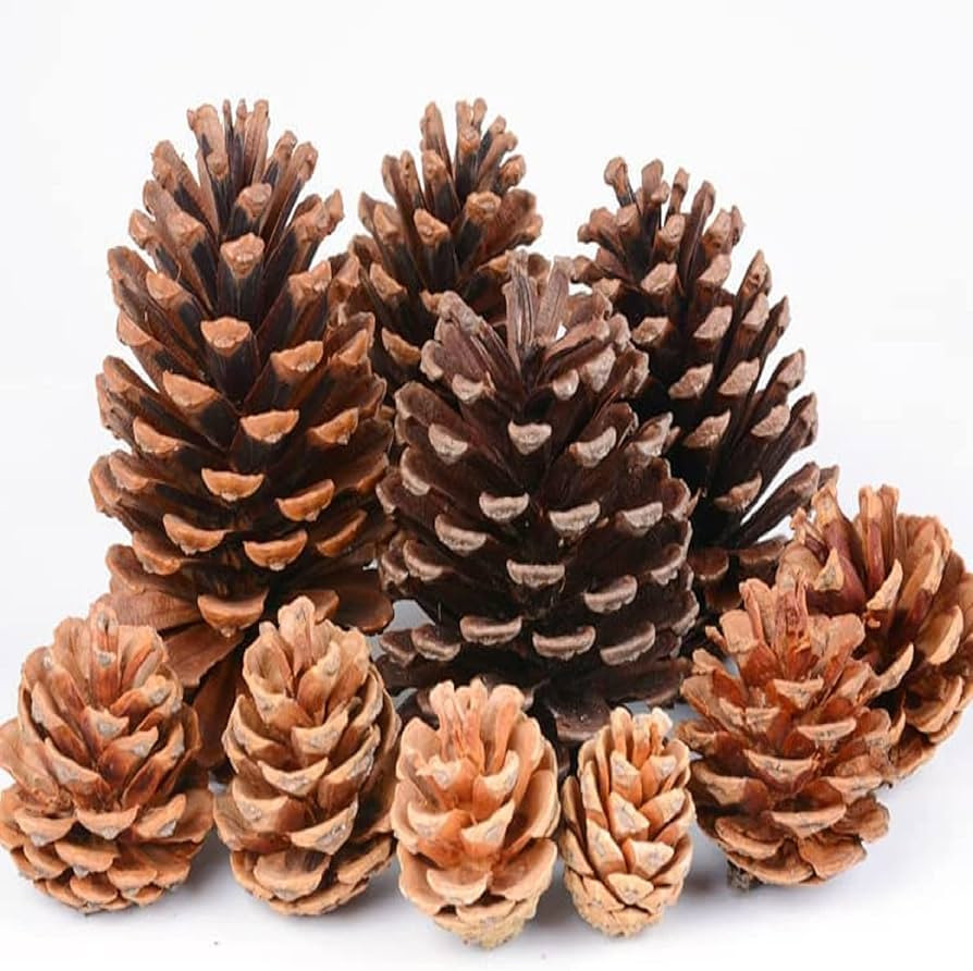 azalon 24Pcs Natural Pine Cones, Christmas Tree Pinecone Ornaments, Rustic Pinecones Ornaments wi... | Amazon (US)