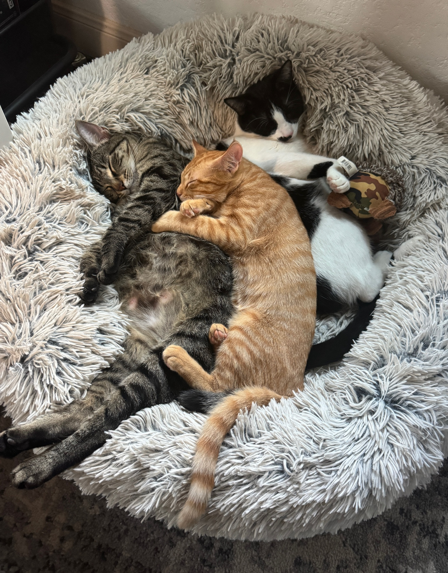 The favorite bed in the house!🐈

#LTKHome #LTKFindsUnder50