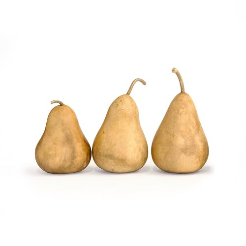 Dried Martin Gourds (3-Pack) - 5" in Diameter, Ready for Crafting & Decorating | Amazon (US)