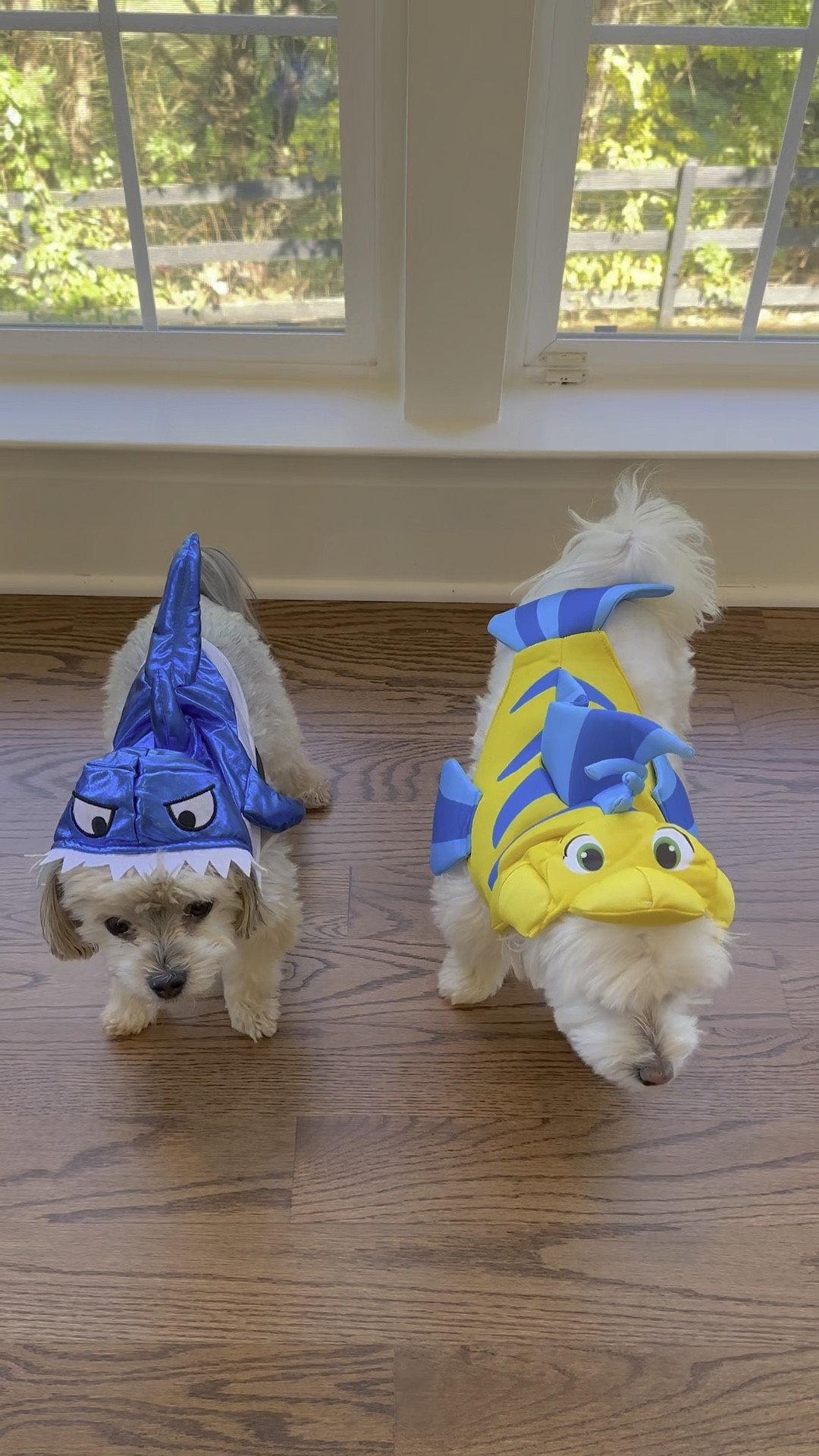 💦 ꜱᴘʟᴀꜱʜɪɴɢ ɪɴ ꜰᴏʀ ᴅᴜᴛʏ—ꜱʜᴀʀᴋ 🦈 & ꜰʟᴏᴜɴᴅᴇʀ 🐠