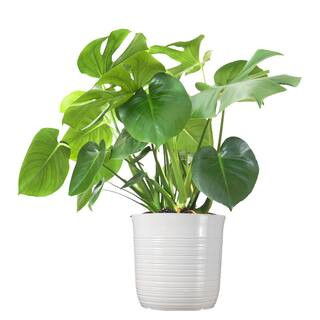 United Nursery Swiss Cheese Plant Monstera Deliciosa Plant 24. in to 34 in. Tall in 10 in. White ... | The Home Depot