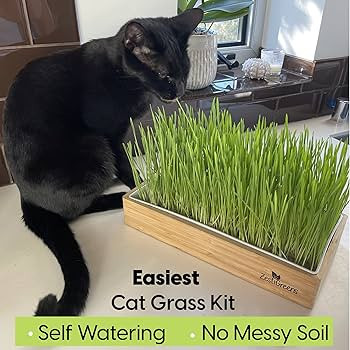Self Watering Cat Grass Kit. Hands Down The Easiest Way to Grow Cat Grass. Everything Included to... | Amazon (US)
