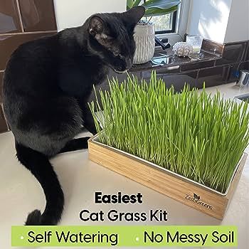 Self Watering Cat Grass Kit. Hands Down The Easiest Way to Grow Cat Grass. Everything Included to... | Amazon (US)