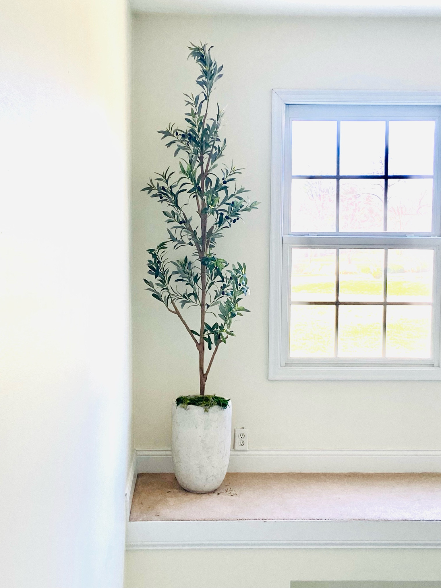 Loving my #amazon olive tree, this moss- which has since been fixed from falling completely down inside the pot- and this STUNNING POT from Lowe’s. It really brings some character to the loft in my foyer. 

#LTKSeasonal #LTKunder100 #LTKhome