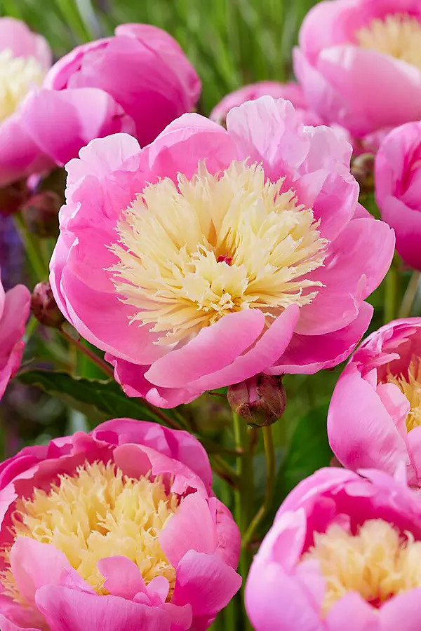 Peony ‘Bowl of Beauty’ Tuber | Terrain