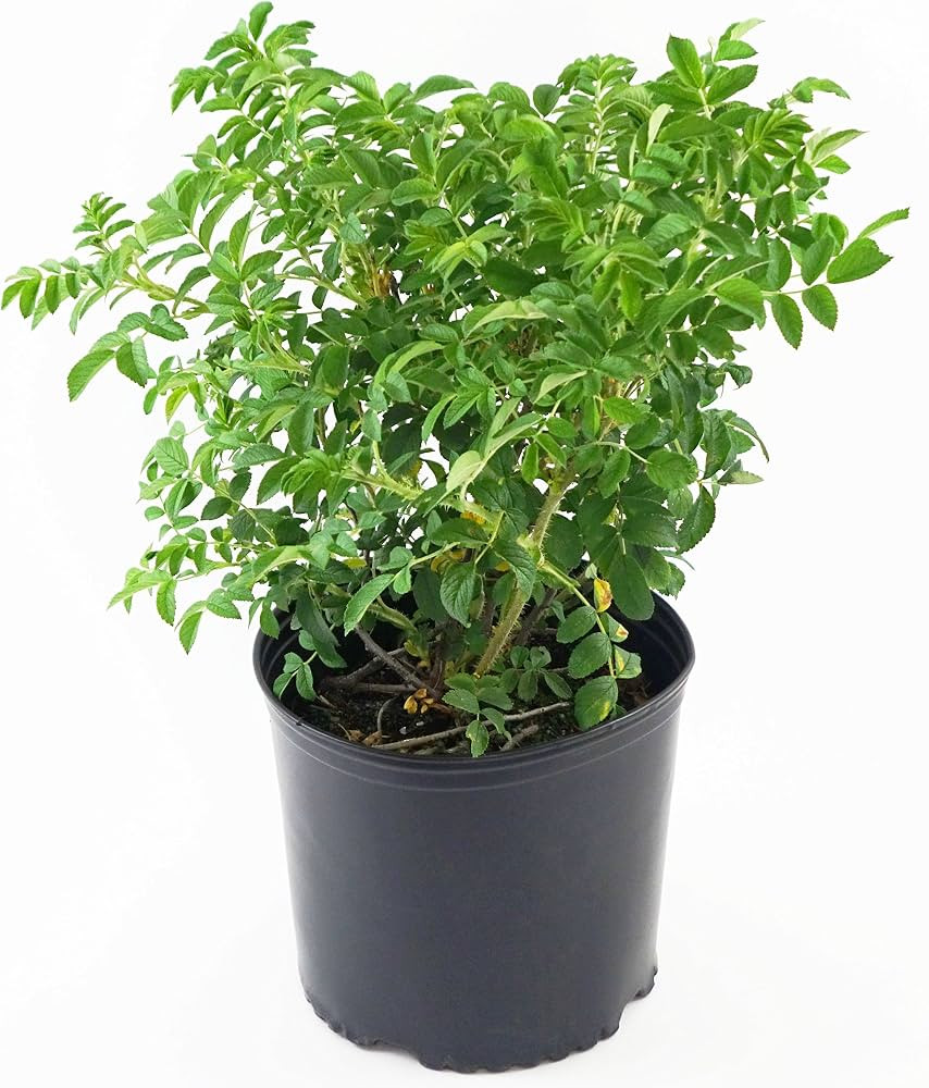 Rosa Rugosa (Rugosa Rose) Rose, Pink Flowers, 2 - Size Container | Amazon (CA)