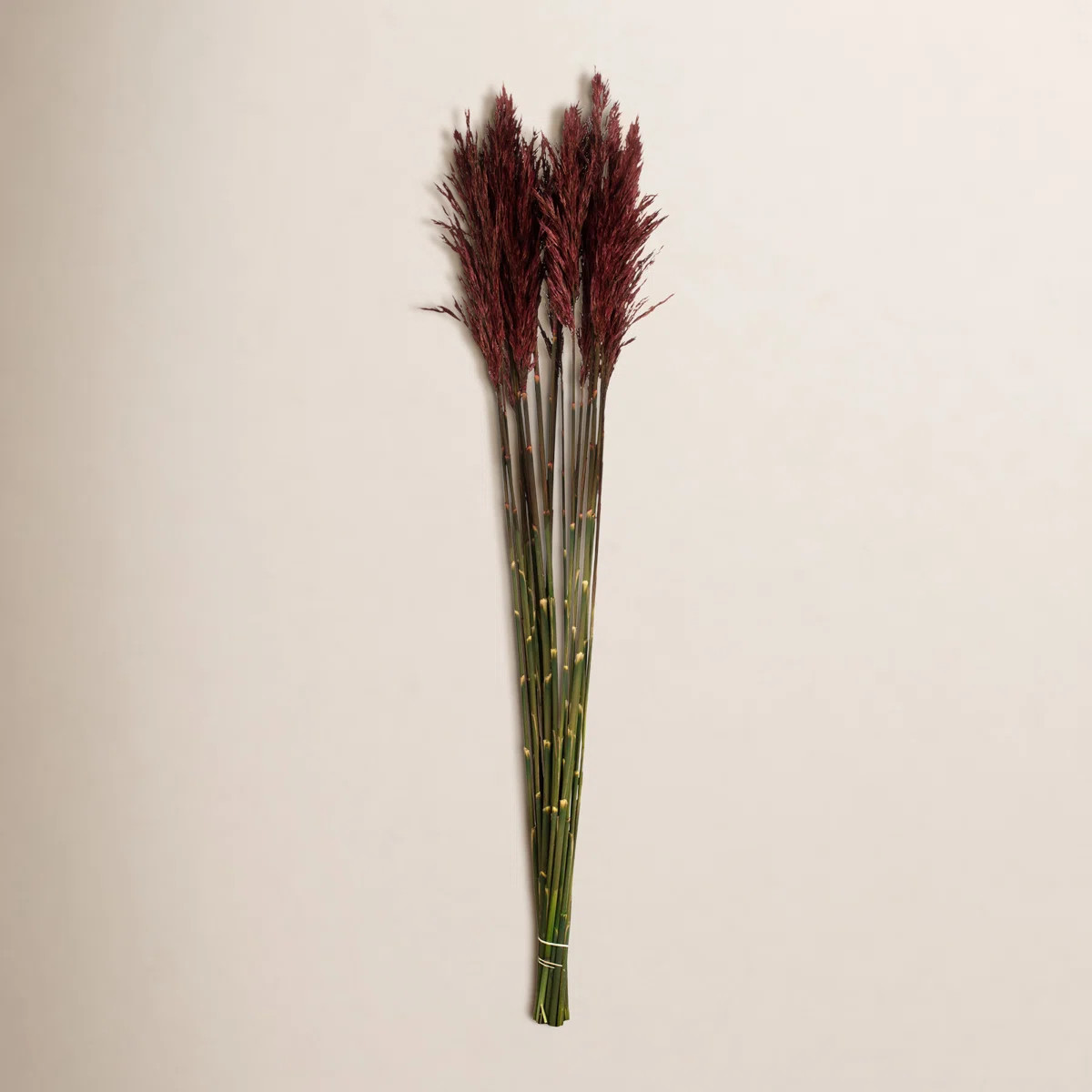 Zellmer 36'' H Preserved Plume Reed Bundle | Wayfair North America
