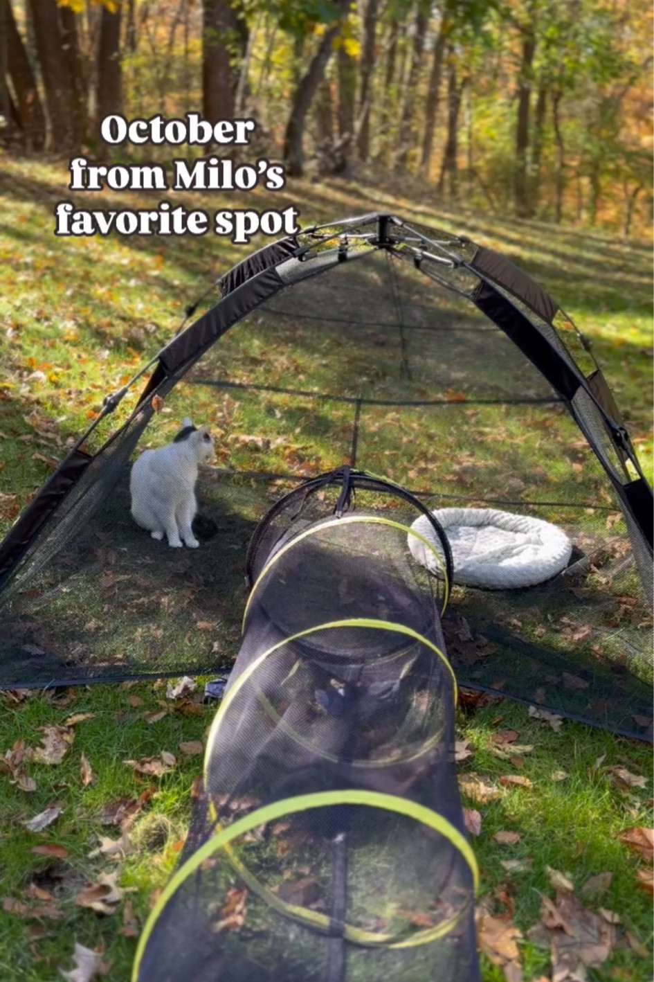 Enjoying the last bit of warm weather in our favorite pop-up and down cat tent ⛺️ 