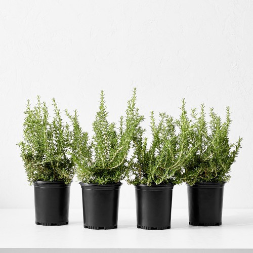 Alder & Oak Rosemary Shrub, 12", Set of 4 | Williams-Sonoma