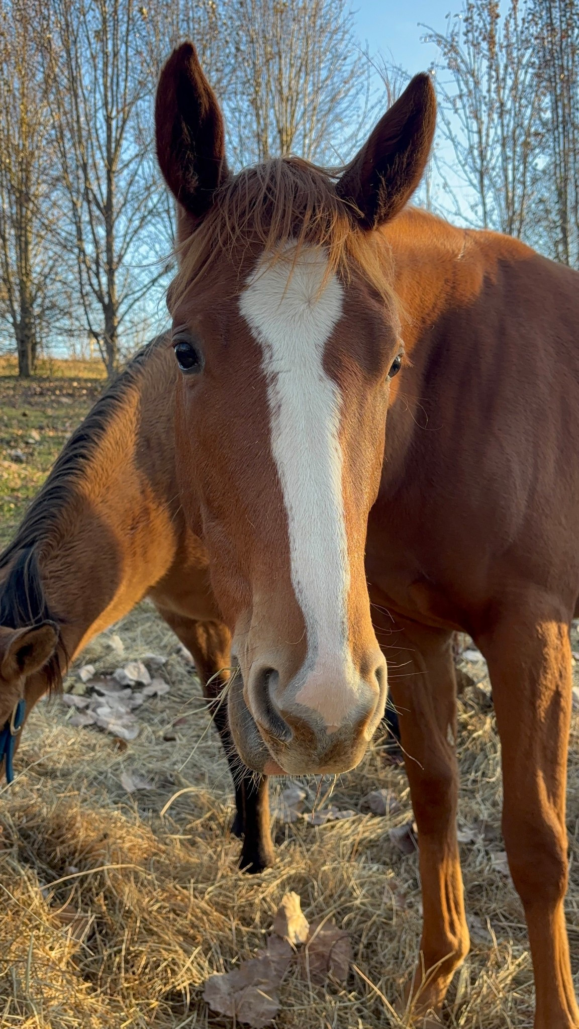 Gonna go out and give the girls a good brush down this week to help their winter coats come in! Linking some affordable options! Because tractor supply is on LTK?????

#LTKdayinmylife #LTKFindsUnder100 #LTKActive