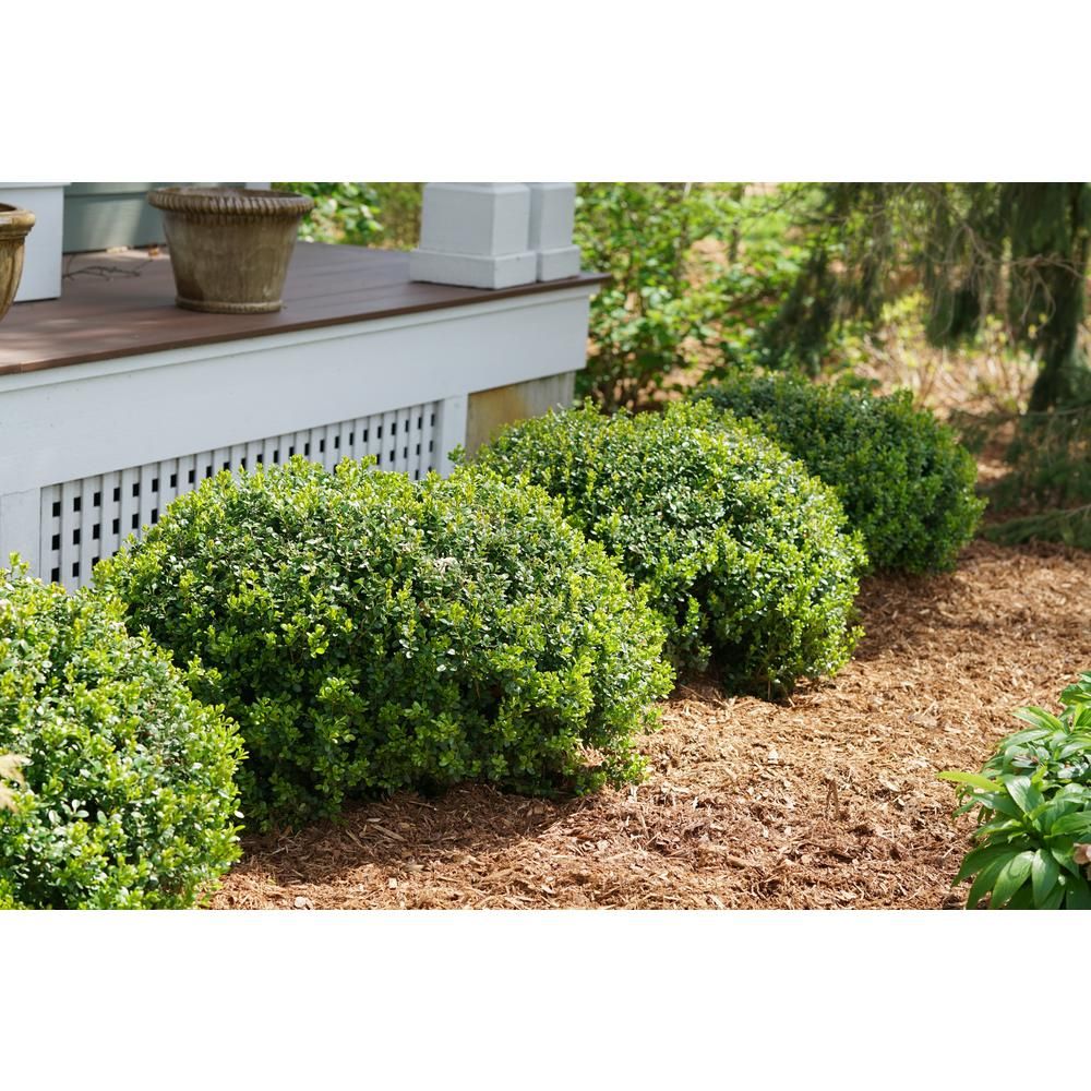 Sprinter Boxwood (Buxus) Live Evergreen Shrub, Green Foliage, 4.5 in. Qt. | The Home Depot