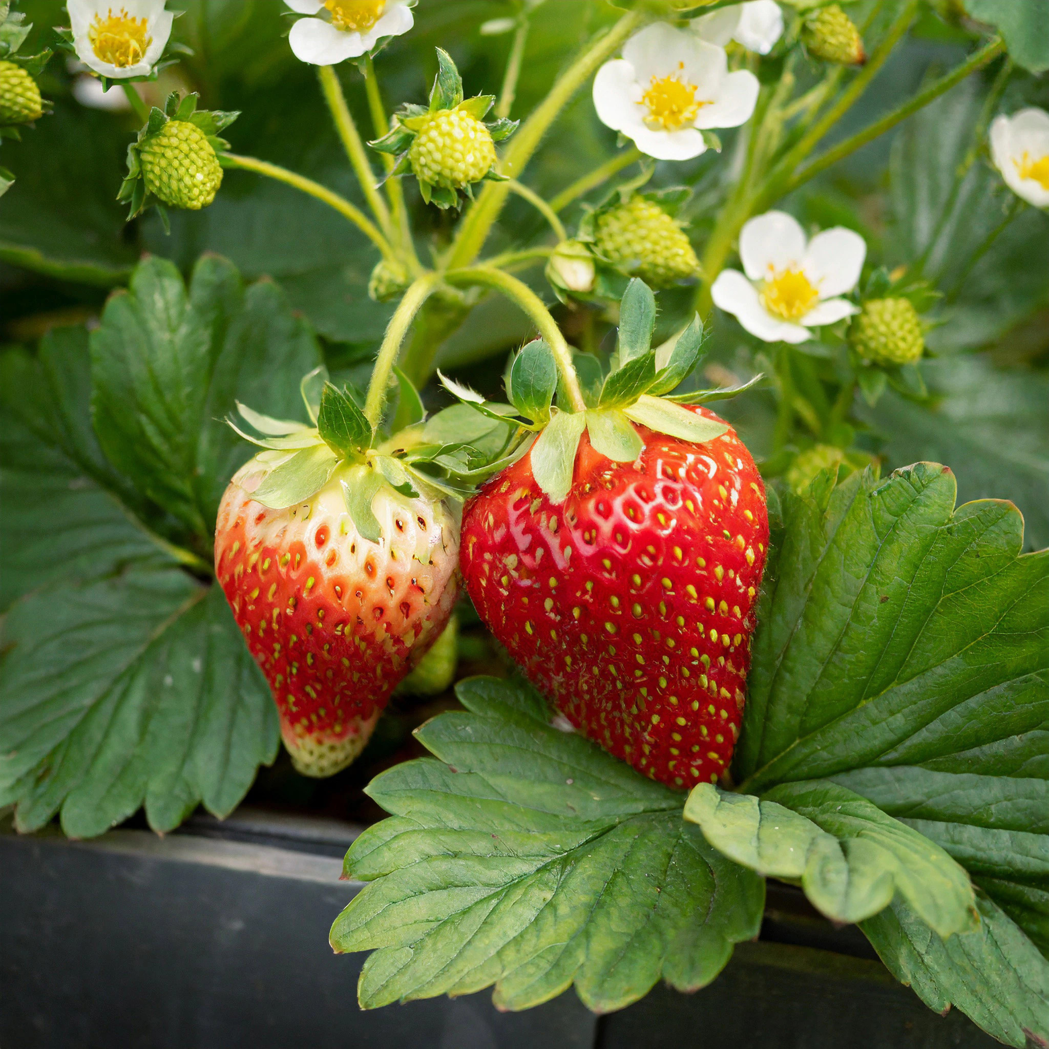 Garden State Bulb Strawberry Plant in Bareroot one_size | ECS-79-40-04 | Lowe's