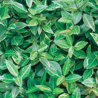 Vigoro Asian Jasmine Jumbo Shrub (6-Pack) 1001244920 - The Home Depot | The Home Depot