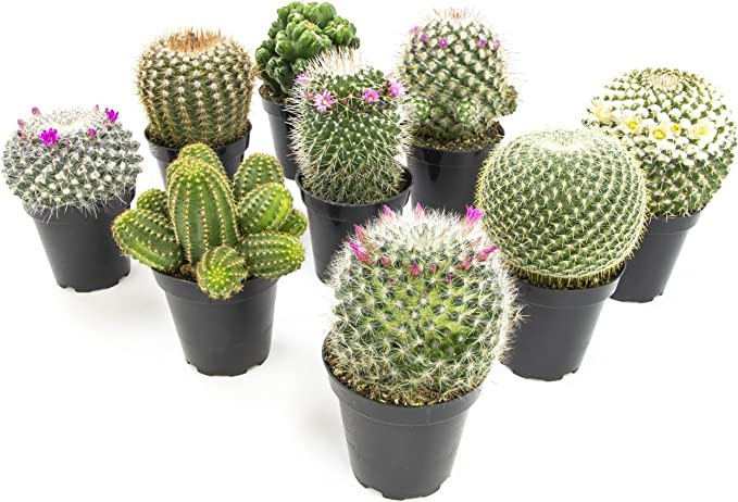 Altman Plants, Assorted Cactus Plants Live Plants (9PK), Cactus Plant Live Succulents Plants Live... | Amazon (US)