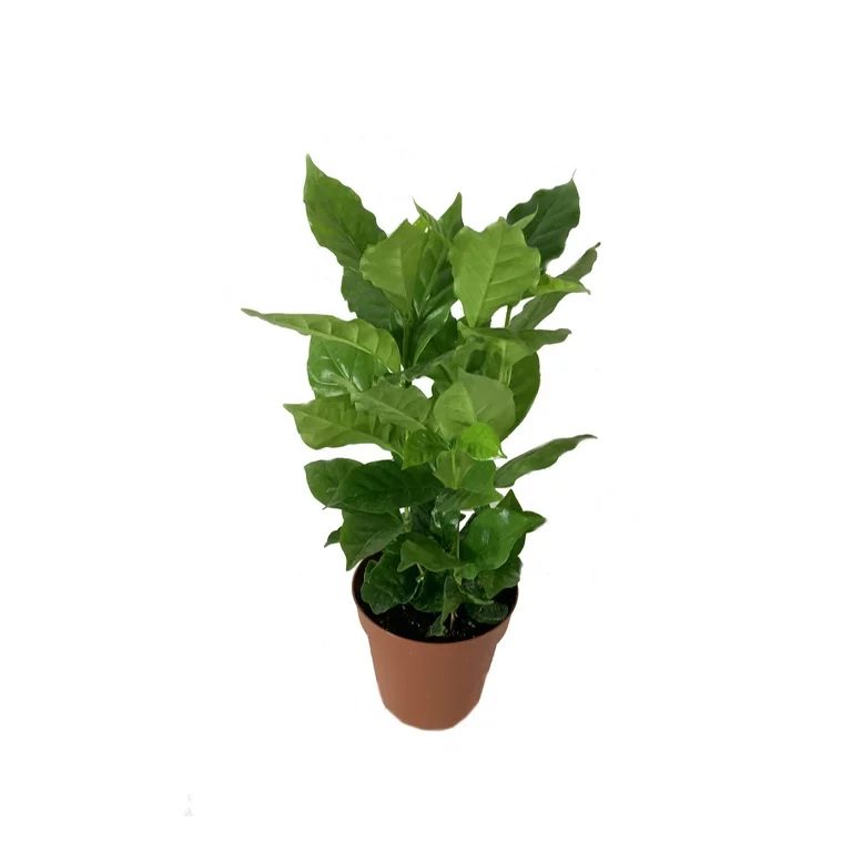 Wekiva Foliage - Coffee Plant - Live Plant in a 4 inch Pot -Coffea Arabica - Beautiful Easy Care ... | Walmart (US)