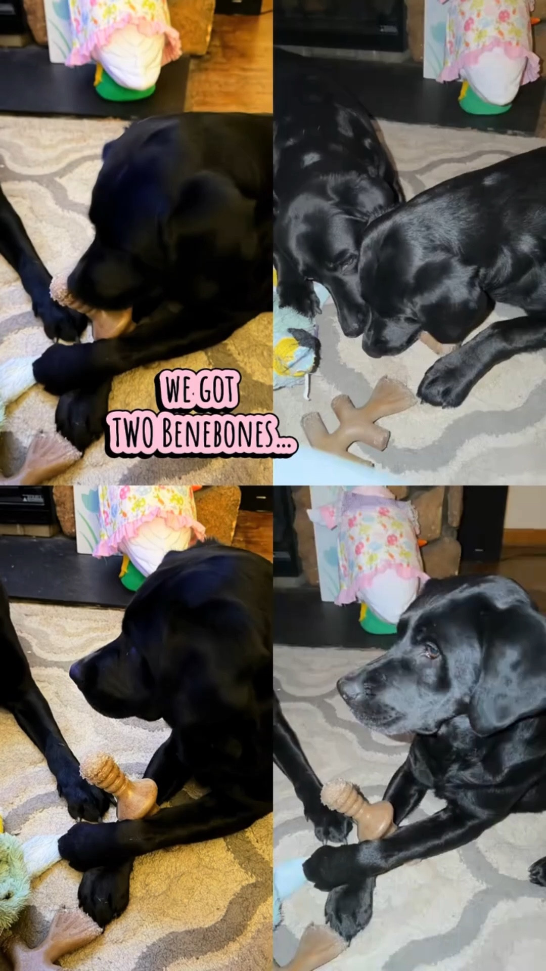 Our dogs are OBSESSED with these Benebones 🐾
Clearly we need one per dog… maybe two each 😂


#LTKdayinmylife #LTKstorytime #LTKvlog