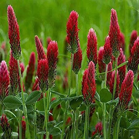 SeedRanch Crimson Clover Seed: Nitro Coated & Inoculated - 10 Lbs. | Amazon (US)