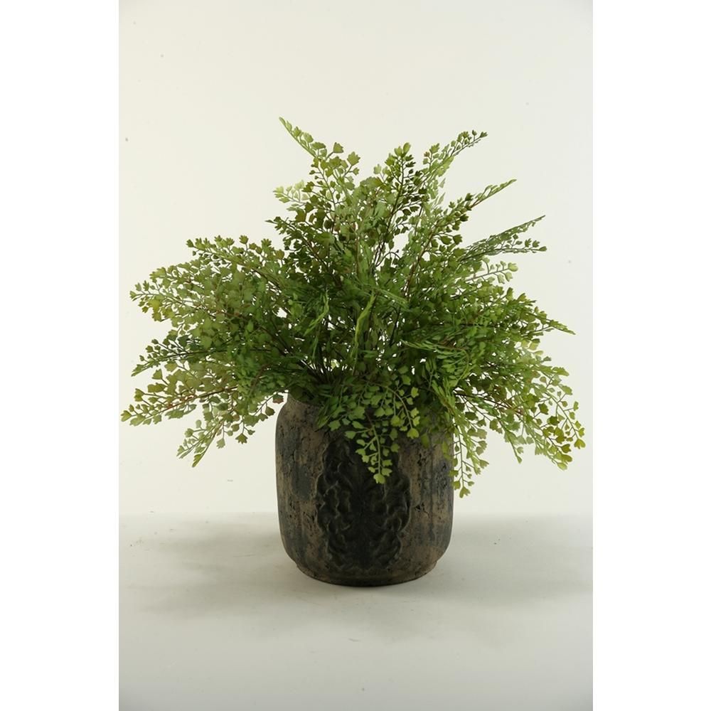 Indoor Flat Iron Fern in Ceramic Planter | The Home Depot