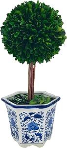 Galt International Preserved Natural Boxwood Topiary Tree in Blue & White Ceramic China Pot Table... | Amazon (US)