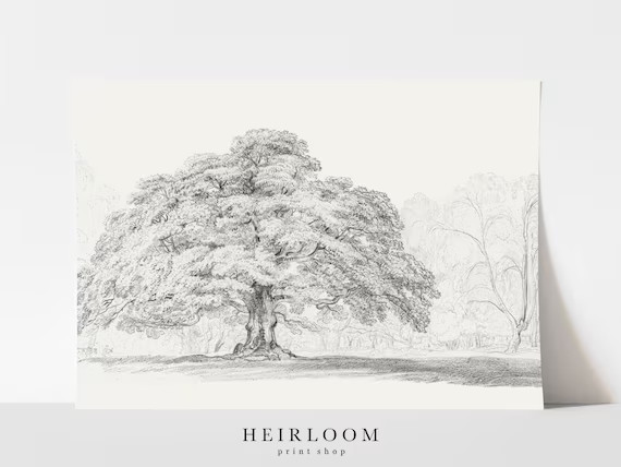 Tree Sketch  Vintage Drawing  Tree Drawing  FINE ART PRINT | Etsy | Etsy (US)