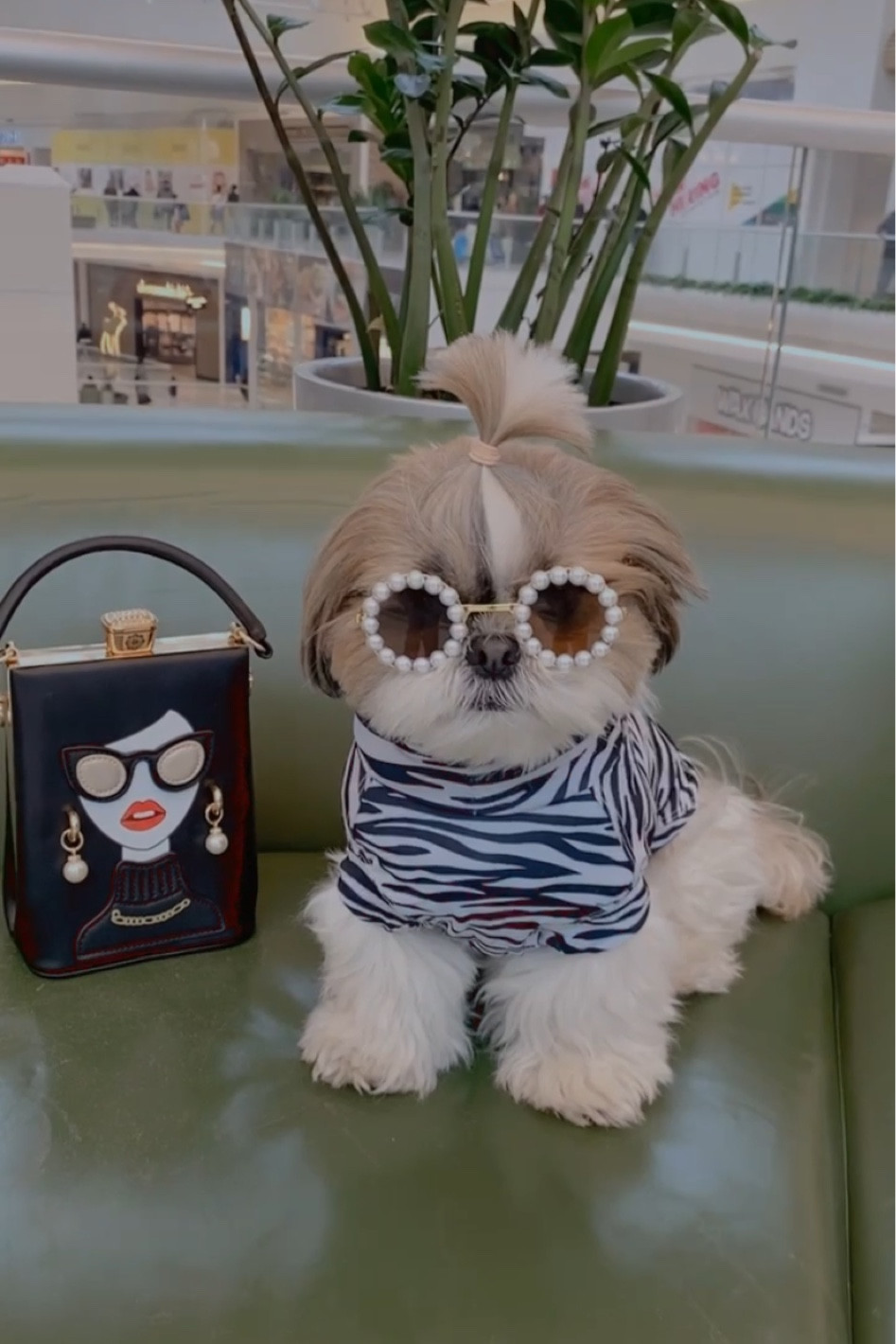 UV protective dog shirt

#LTKfit #LTKSeasonal #LTKFind