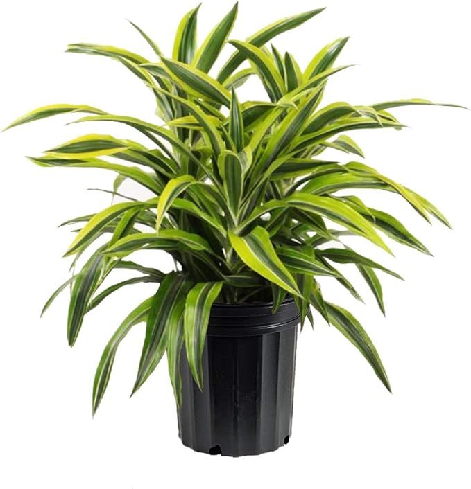 AMERICAN PLANT EXCHANGE Dracaena Lemon Lime Live Plant Indoor/Outdoor Air Purifier, 3 Gallon | Amazon (US)