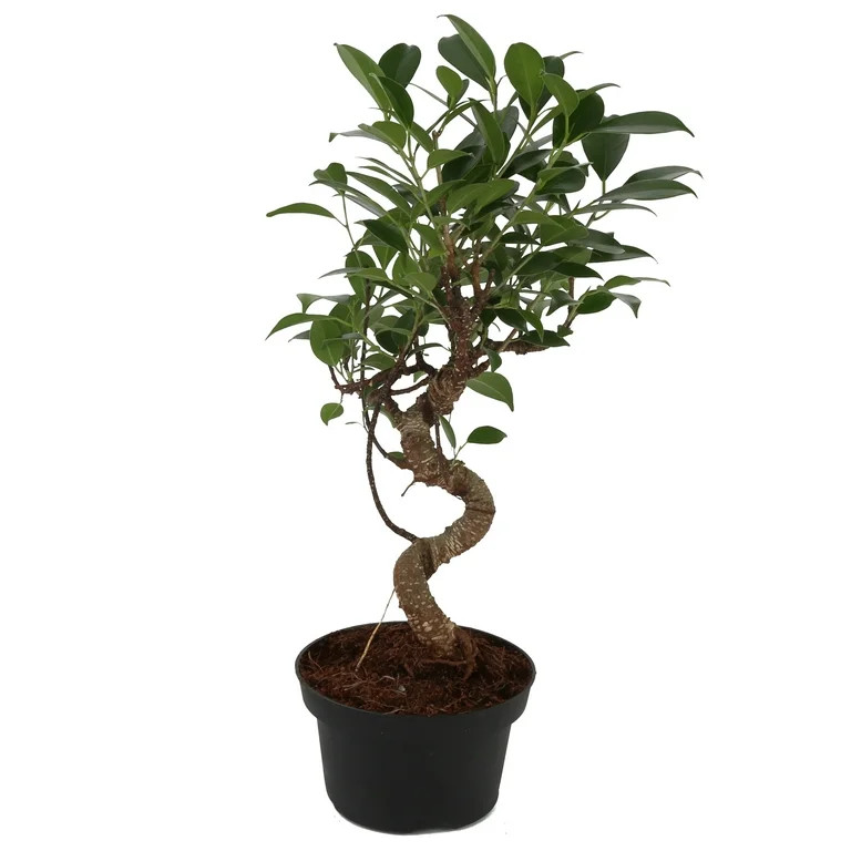 Costa Farms Live Indoor 21in. Tall Green Bonsai; Bright, Indirect Sunlight Plant in 6in. Grower P... | Walmart (US)