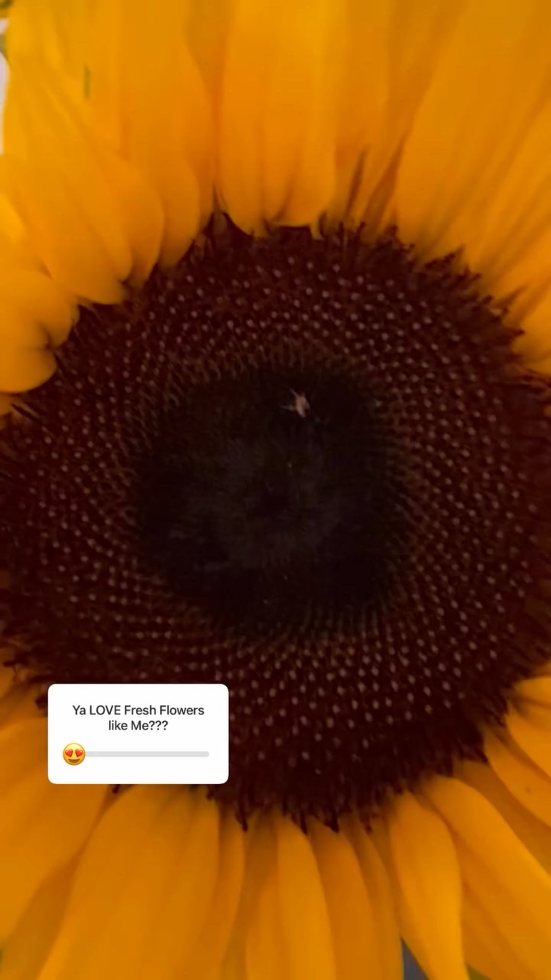 I can’t resist cut flowers in my home! So, when I leave and share my home with our wonderful Short Term Rental Guests, I leave some for them too (when seasonally available)!

Book Your Stay: www.historicvalleyview.com

#shorttermrental #themadrivervalley #vermontvacation #travelmoments #airbnbvt #mountains #historicvalleyview #sugarbush #madriverglen #skitheeast #vermonttourism