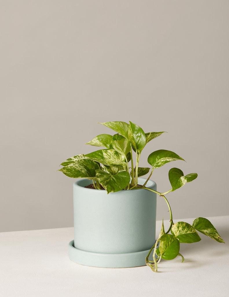 Pothos: Marble  - Small 5 | The Sill