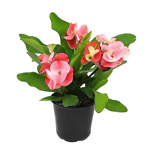 Euphorbia Crown of Thorns Plant Decor, Perennial Plants Ready to Plant, Cactus Plants Live Houseplants, Outdoor Plants Live House Plants Live Plants Indoor Plants Live Houseplants by Plants for Pets | Amazon (US)