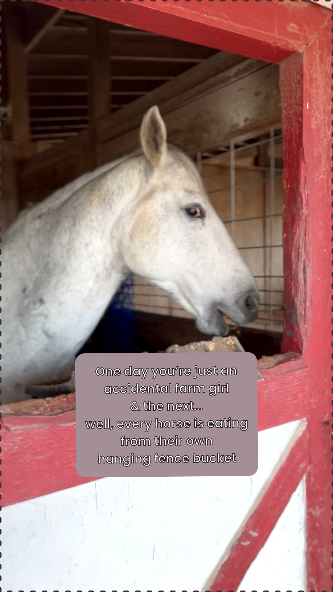 You must always have faith in yourself. - Elle Woods

So when do I get my official farm girl stripes? Just asking for a friend…

#equinehour #horses #barnlife #horselife

#LTKfoodie #LTKmomlife #LTKmorningroutine