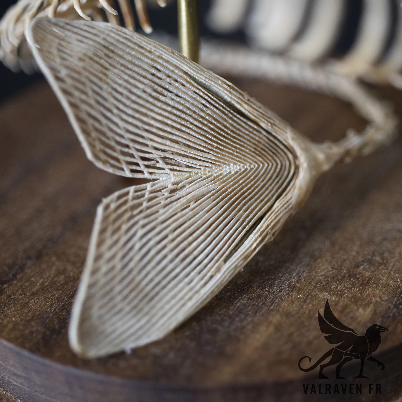 Mermaid Skeleton, Curiosity Cabinet - Etsy | Etsy (US)