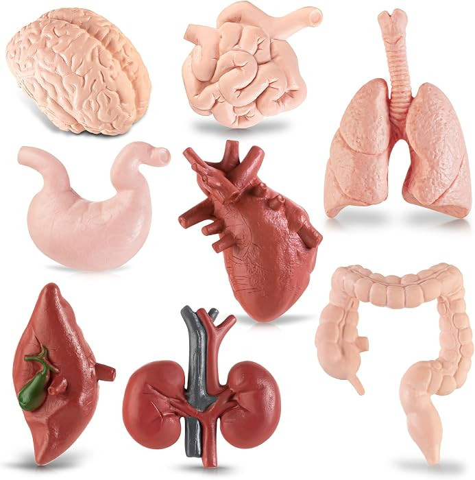 8PCS Mini Human Body Model for Kids | Amazon (US)