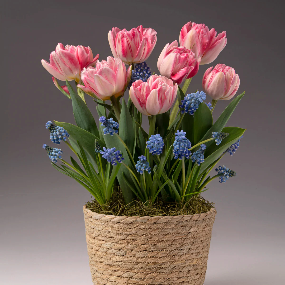 Pink Tulip and Muscari Flower Bulb Gift Garden | Plow & Hearth