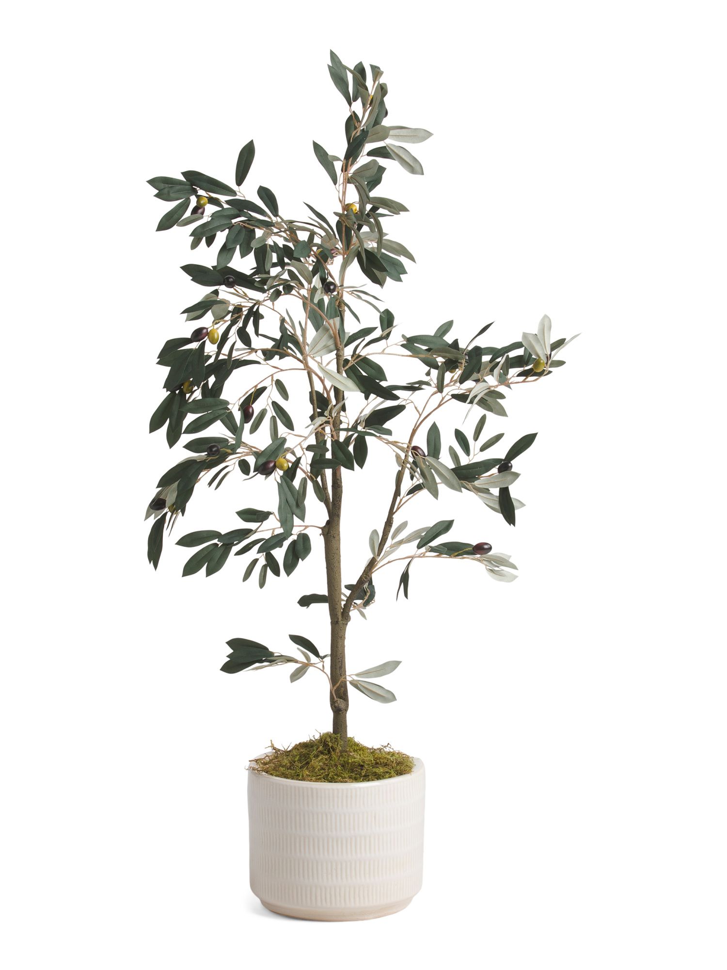 4ft Olive Tree In Glazed Pot | TJ Maxx