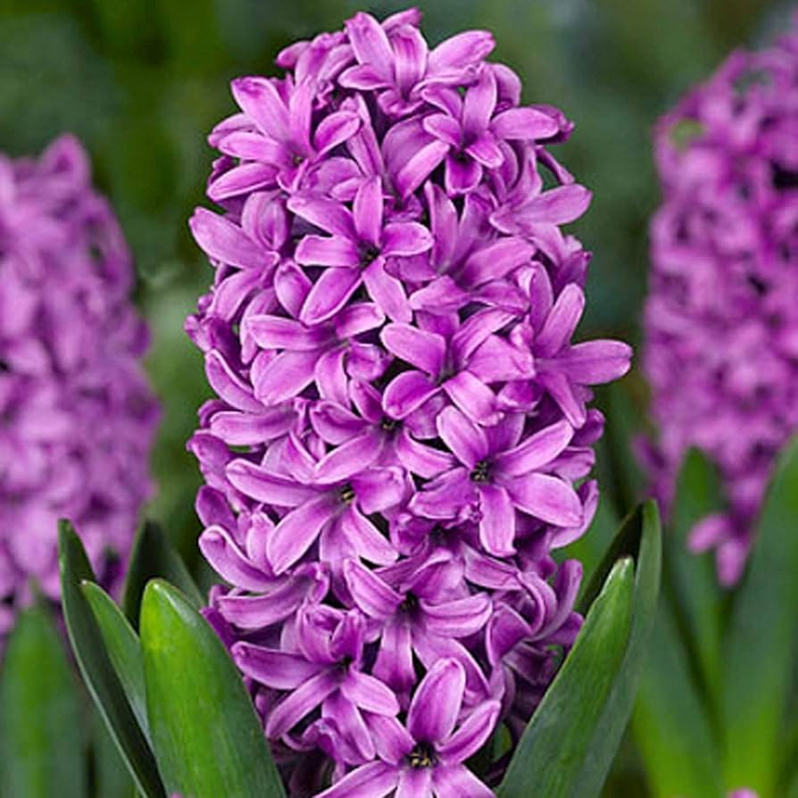 UtopiaSeeds 5 Miss Saigon Hyacinth Bulbs - Purple Hyacinth - Grow Beautiful and Fragrant Hyacinth... | Amazon (US)
