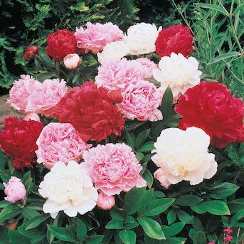 Breck's Multicolor Double Flowering Peony Mixture Dormant Perennials Plant in 5-Pack Bareroot | Lowe's