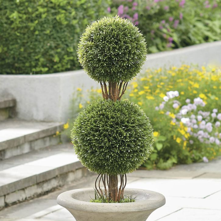 Podocarpus Double Ball Topiary | Grandin Road | Grandin Road