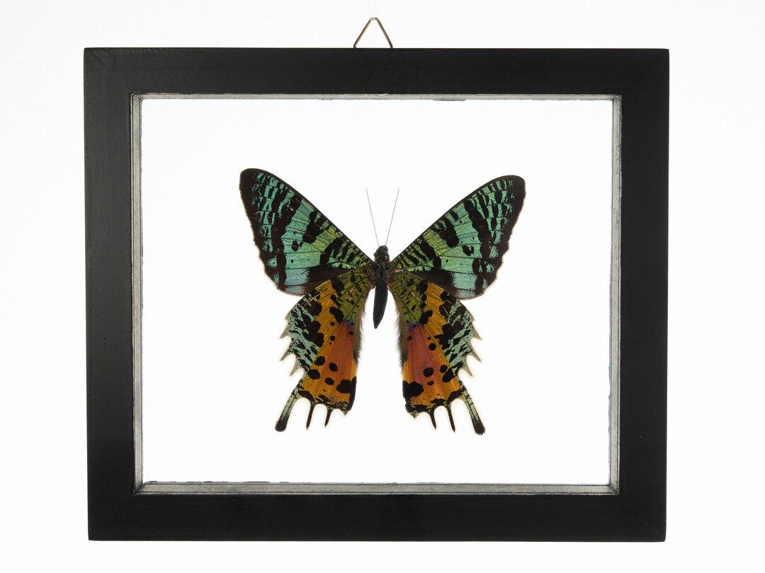 1 Count Real Glass Framed Butterfly 7x6 | Etsy (US)