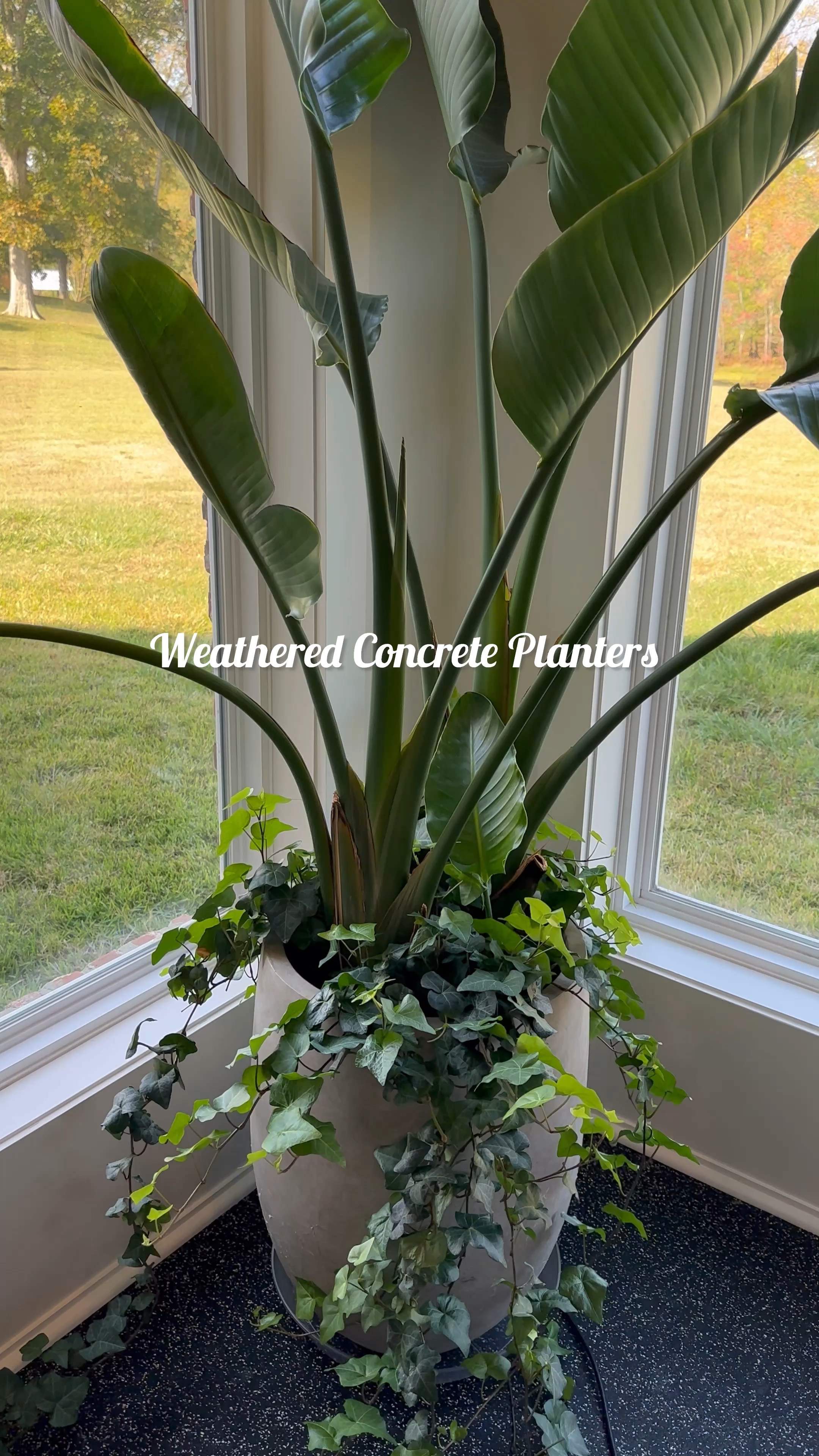 Weathered concrete planters . 
Tall planter : Birds of Paradise with Ivy
(21.7 inch) 
Shorter planter: Snake Plant (grew a bit slow and trained with a rubber band to keep it upright) (18x18 inch) 

#planters #indoorpots