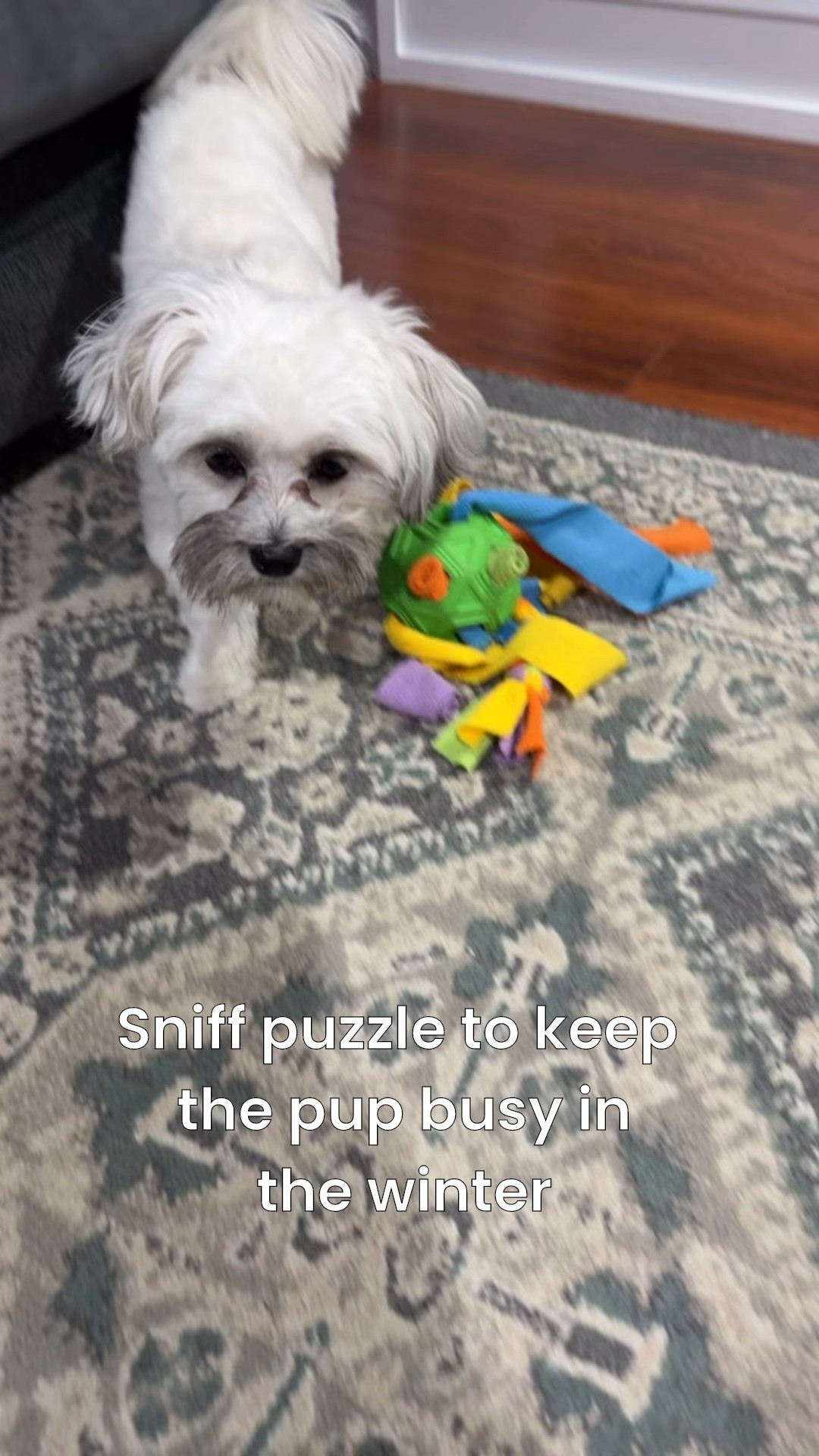 Dog Christmas gifts, sniff puzzle

#LTKGiftGuide #LTKFindsUnder50 #LTKdayinmylife