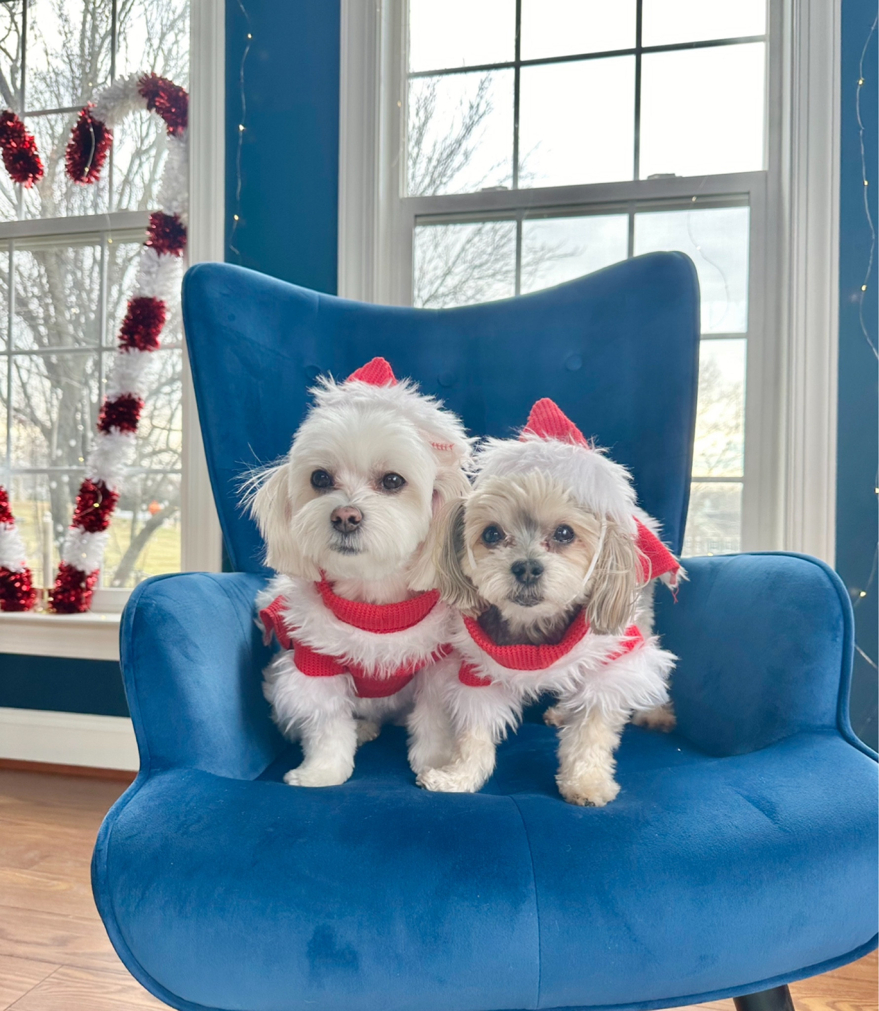 Santa Paws 🐾 

#LTKSeasonal #LTKHoliday