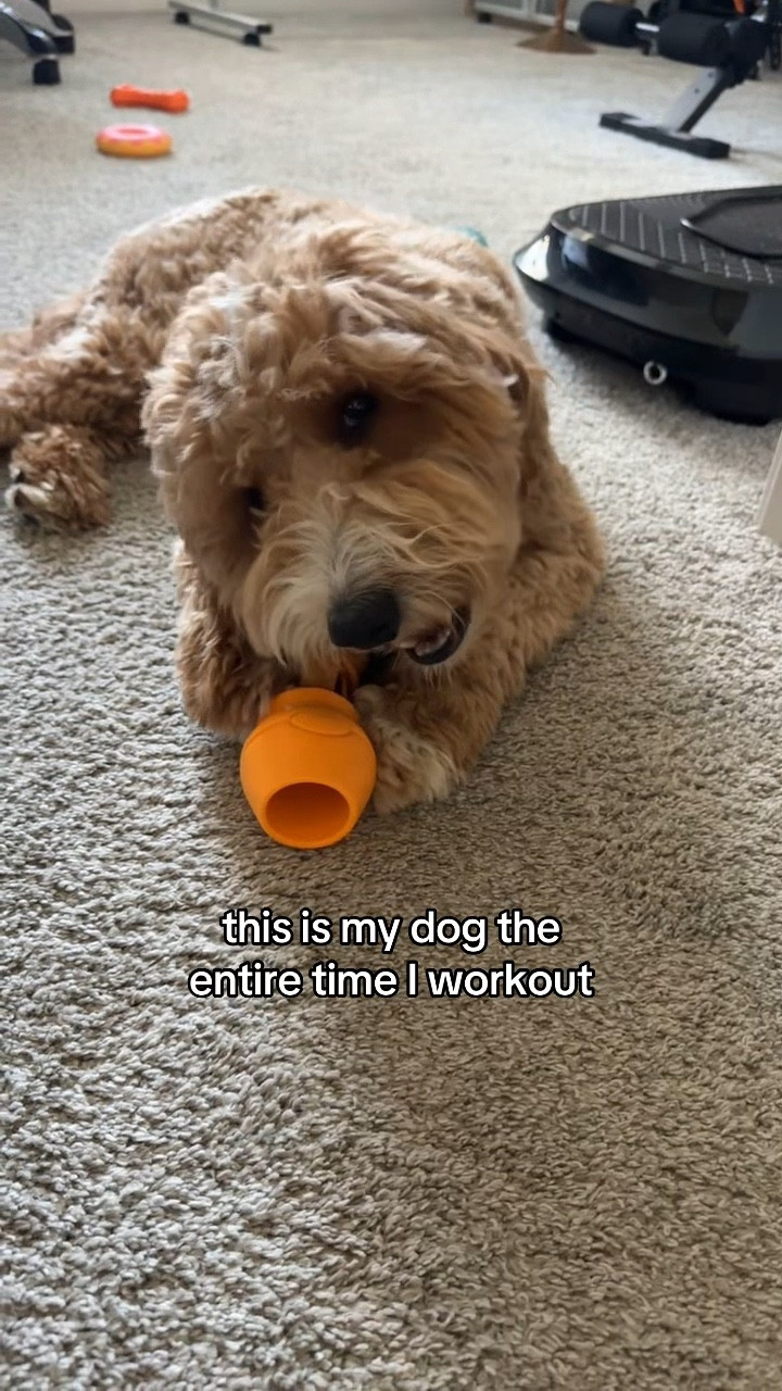 If you have a high energy dog and you’re just trying to get anything done 😅 this has been a lifesaver for us

• Yak chews from @mightypaw 
• Chew holder from @chewiseofficial (Code: WELSH10 for 10% off your order)

#dogsofinstagram #highenergydog #dogchew #puppylife #dogmom