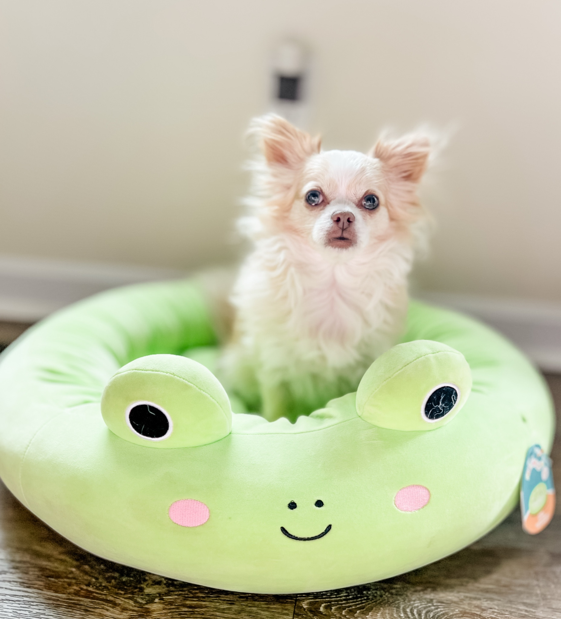 These squishmallow beds are some of her favs & are just so dang cute & soft ☺️ 

#LTKPets