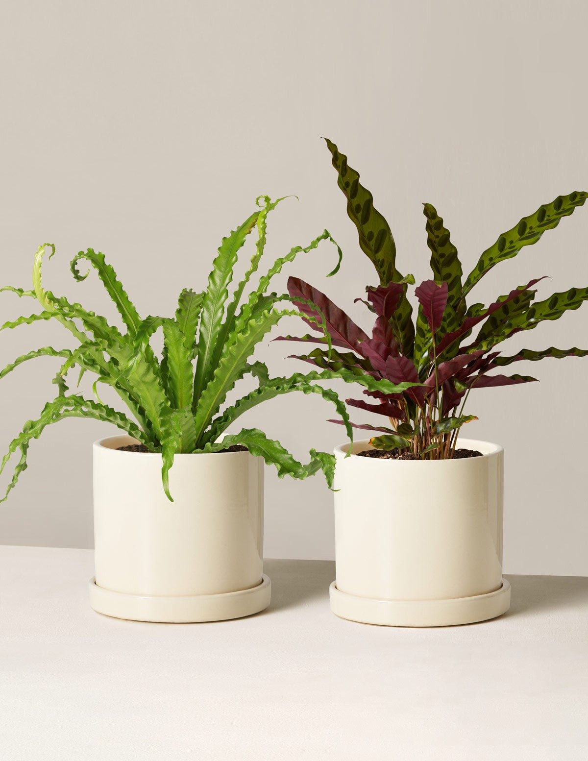 Classic Plant Subscription
    $50/mo | The Sill